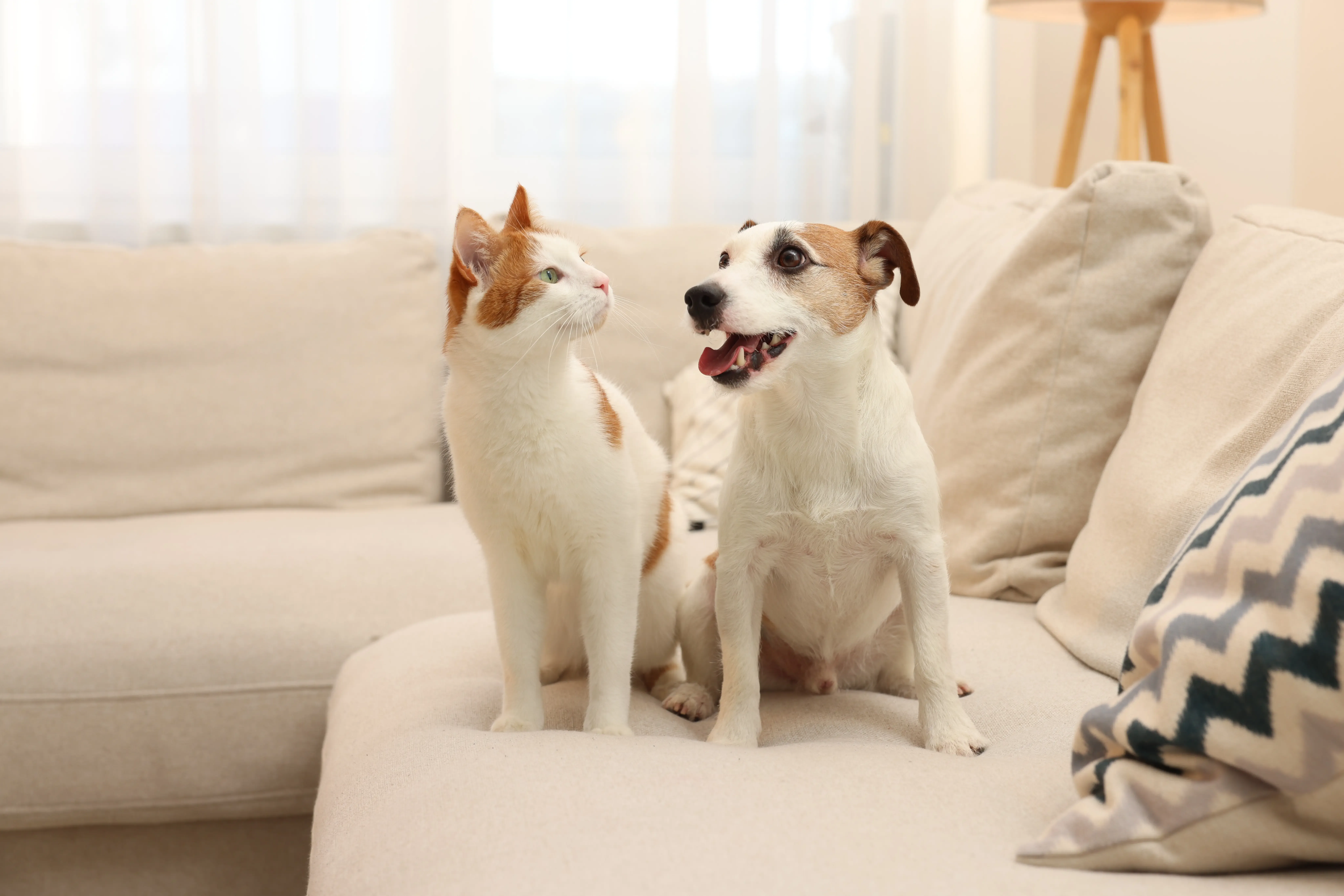 犬貓日常狀態與腸道菌相關聯