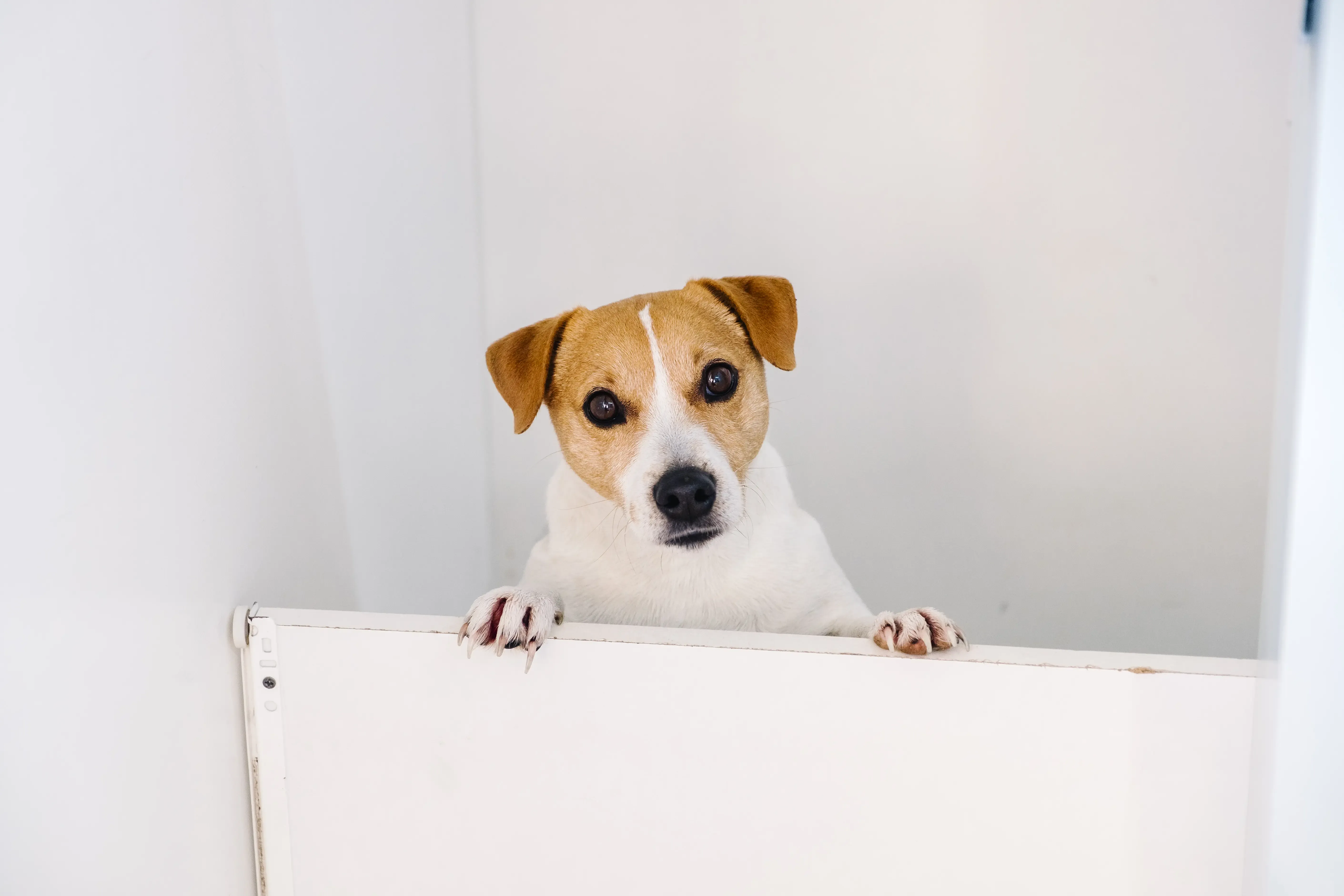 為什麼犬貓過敏不容易判斷?